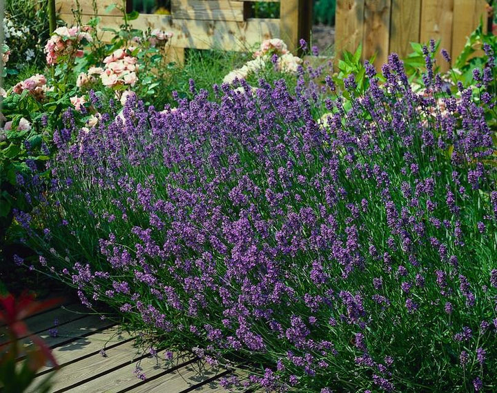 48x Lavandula ang. 'Munstead' - ↕10-25cm - Ø9cm