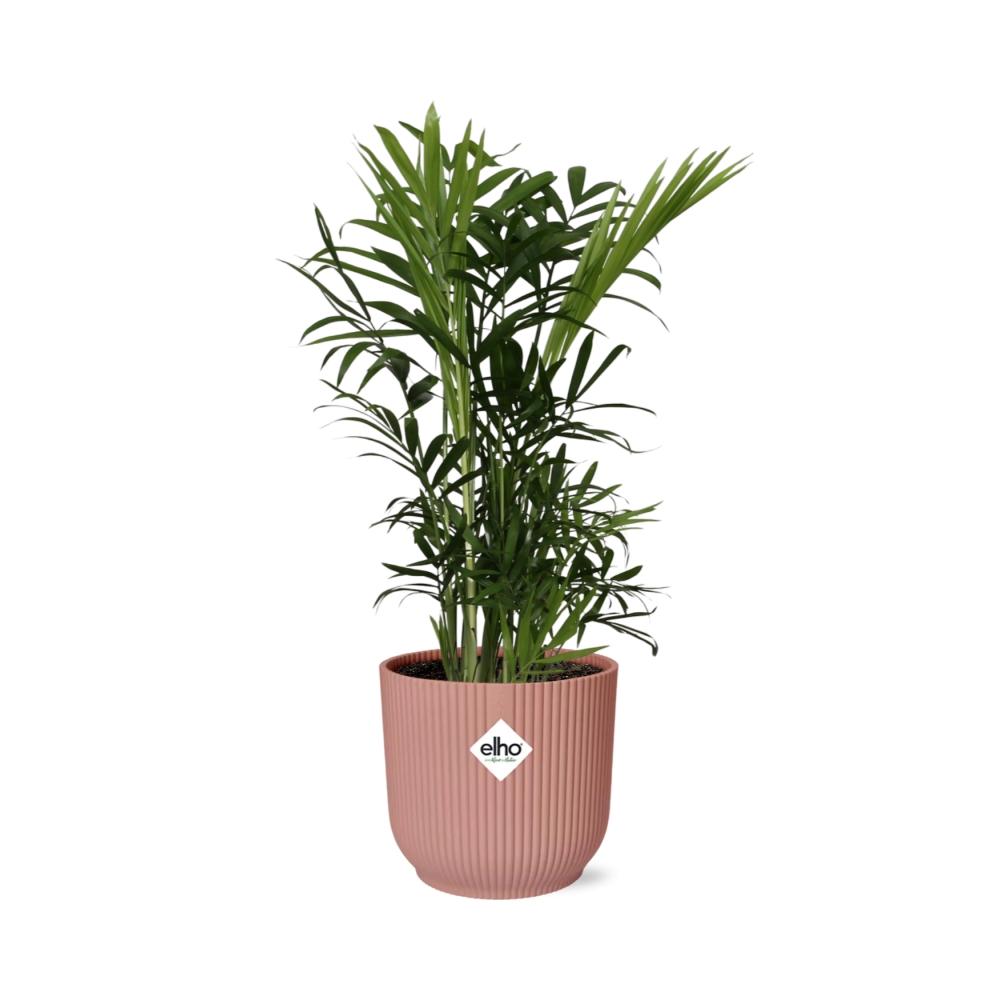 Chamaedorea Elegans - Dwarf Mountain Palm Indoor Plant 14cm Pot