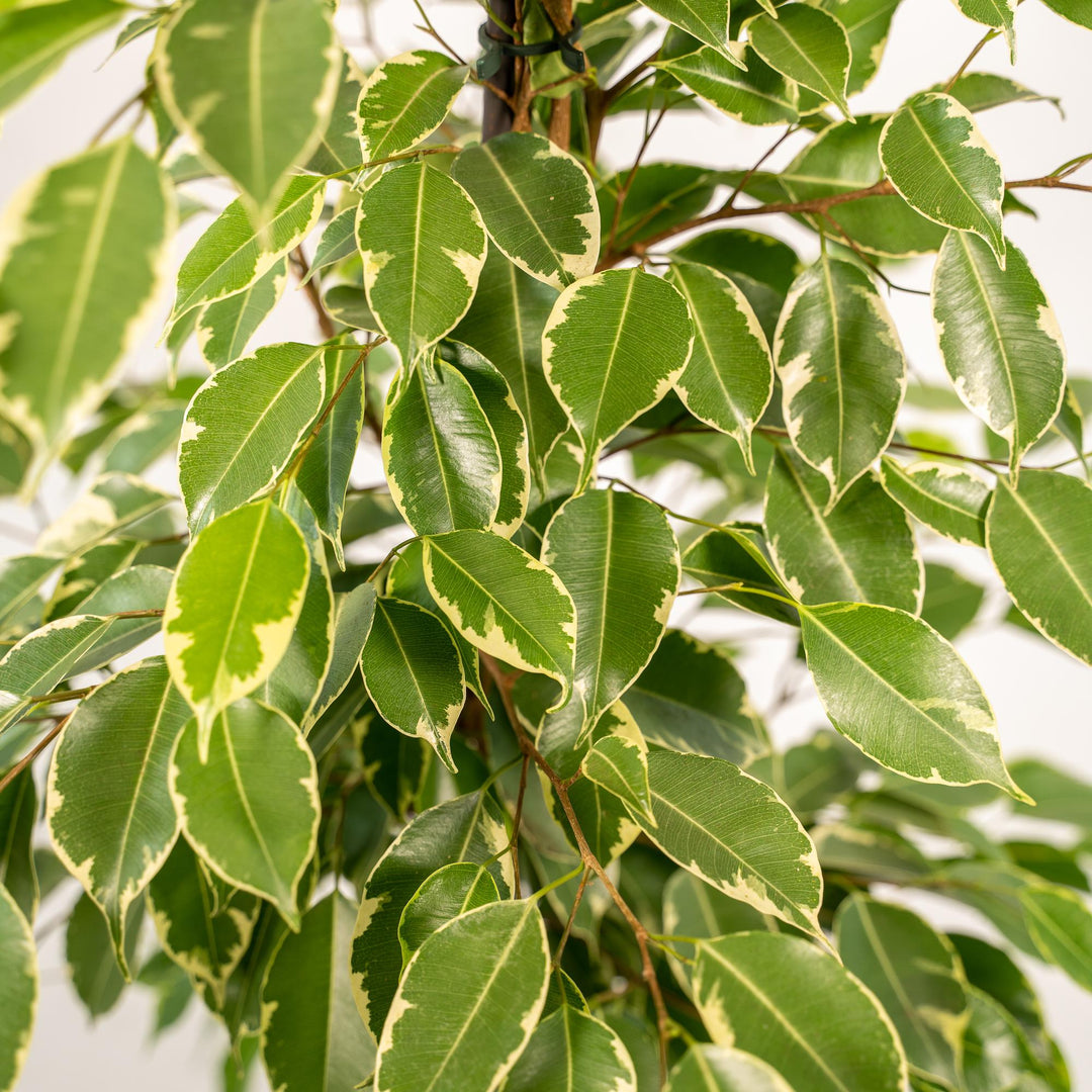 Ficus benjamina Goldenking - Ø21cm - ↕95cm + Basket Selin