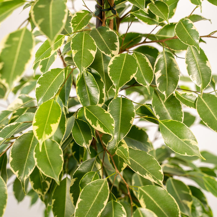 Ficus benjamina Goldenking - Ø21cm - ↕95cm + Basket Selin