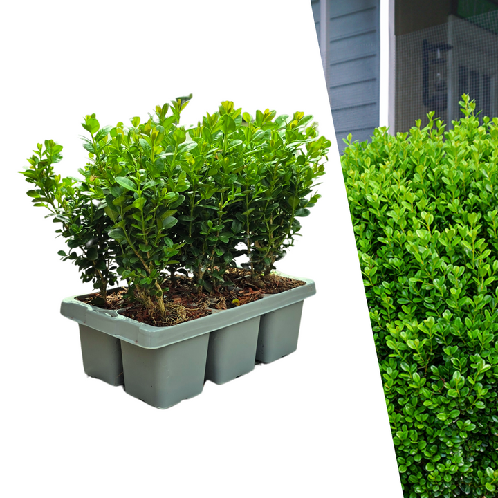 Buxus NewGen Freedom boxwood plants in 7cm pots