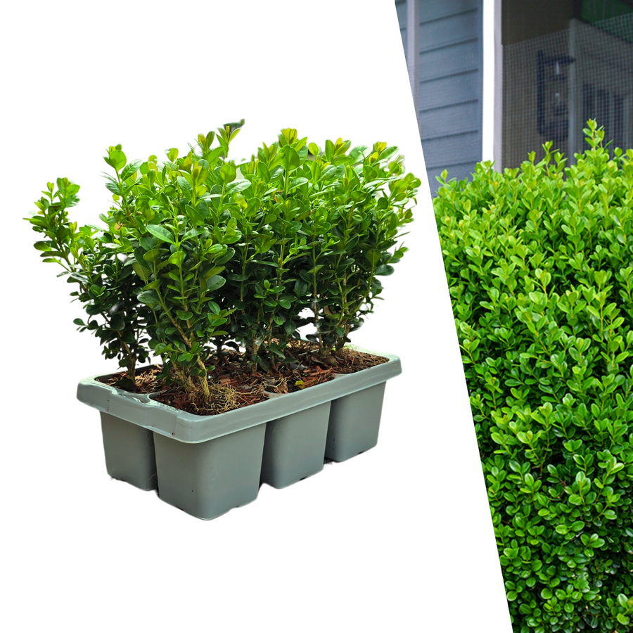 Buxus NewGen Freedom boxwood plants in 7cm pots