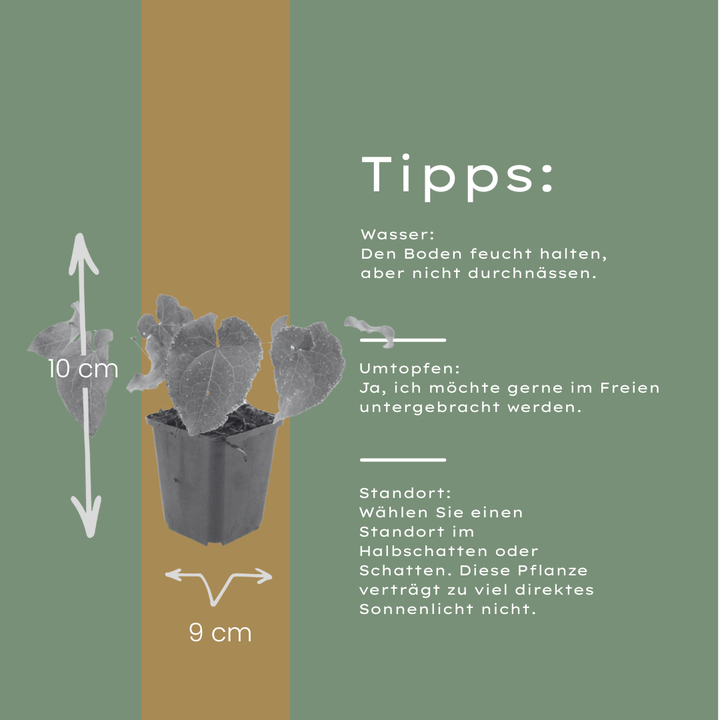 6x Epimedium perralc. 'Frohnleiten' - ↕10-25cm - Ø9cm