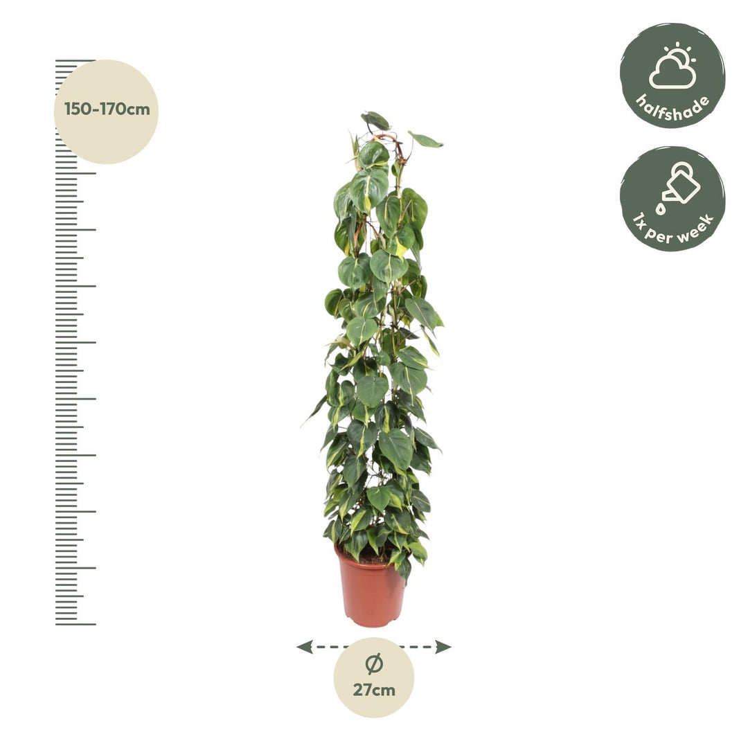 Philodendron Brasil houseplant with variegated green and yellow leaves, 160cm long, by Everspring