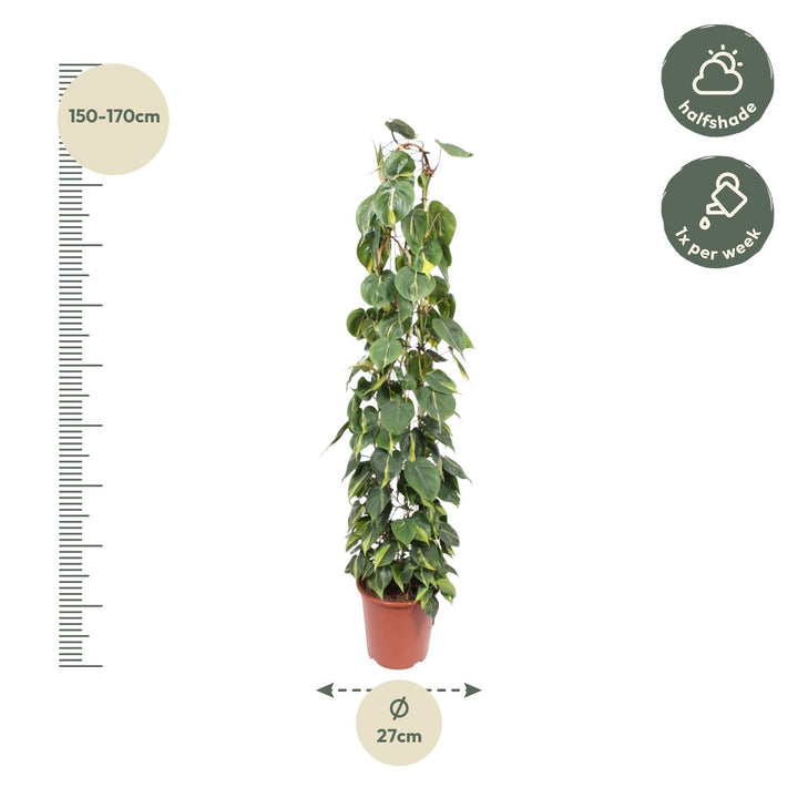Philodendron Brasil houseplant with variegated green and yellow leaves, 160cm long, by Everspring