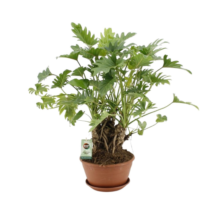 Philodendron Xanadu indoor plant in 22cm pot, vibrant green leaves, 50cm tall, by Everspring, ideal for beginners.