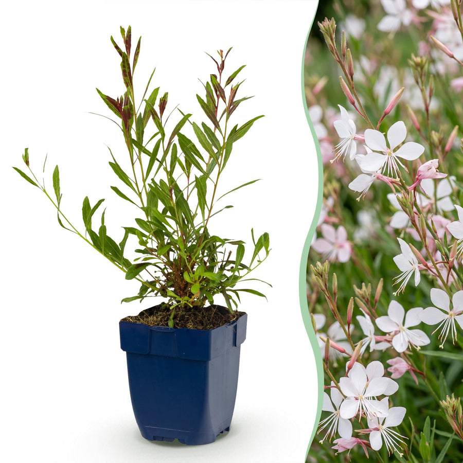 24x Gaura lindheimeri Whirling Butterflies plants in 11cm pots