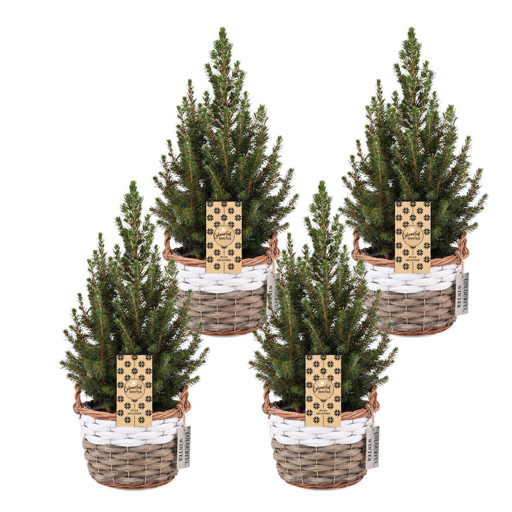 Pack of 4 potted dwarf spruce Christmas trees, 65cm in 17cm pots with a basket - view 2