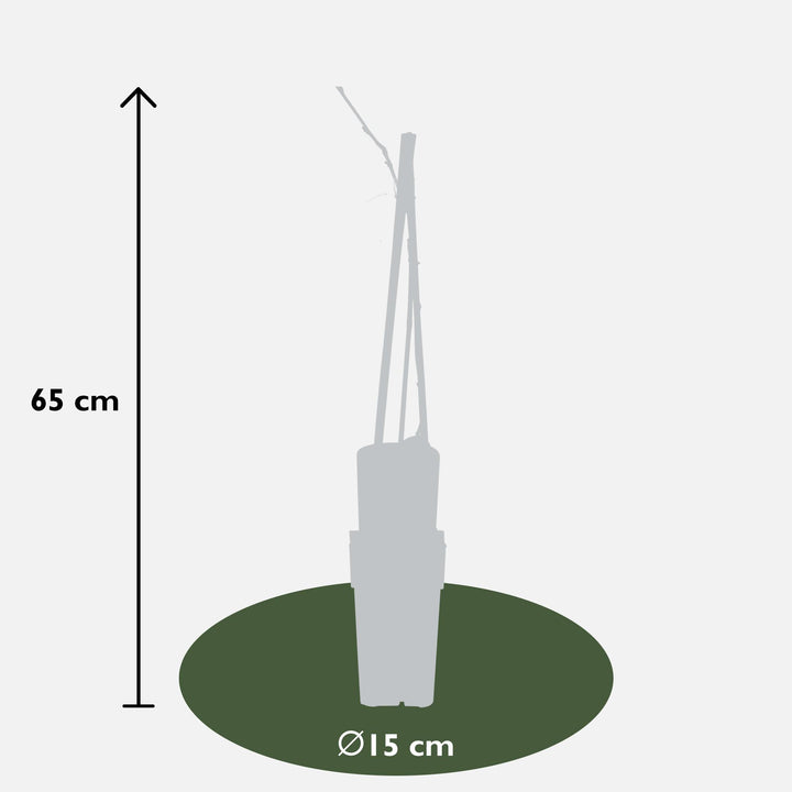 2x Wisteria floribunda Naga Noda - Double Purple Wisteria - Ø15cm - ↕65cm
