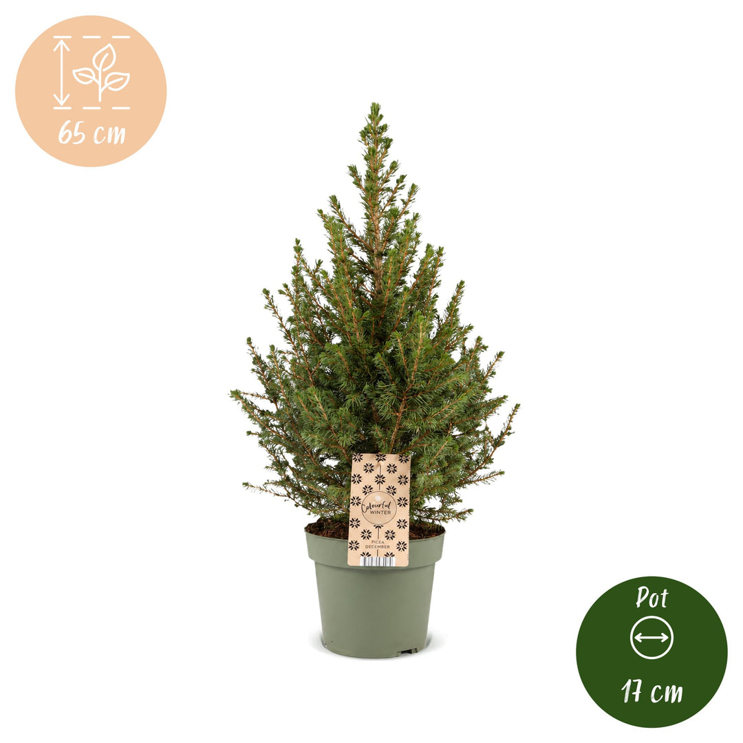 Pack of 4 potted dwarf spruce Christmas trees, 65cm in 17cm pots - view 5