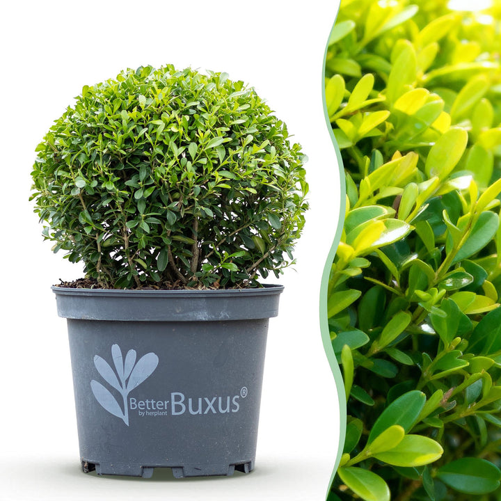 BetterBuxus Skylight box ball 25cm in 23cm pot