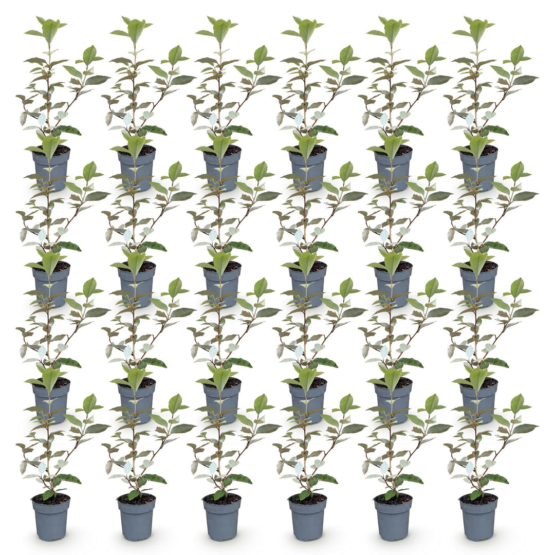 24 Elaeagnus ebbingei 'Compacta' hedging plants in 9cm pots, 25-35cm tall - view 2