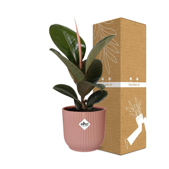 Rubber Plant Robusta (Ficus elastica 'Robusta') in a pink ELHO Vibes pot, view 4
