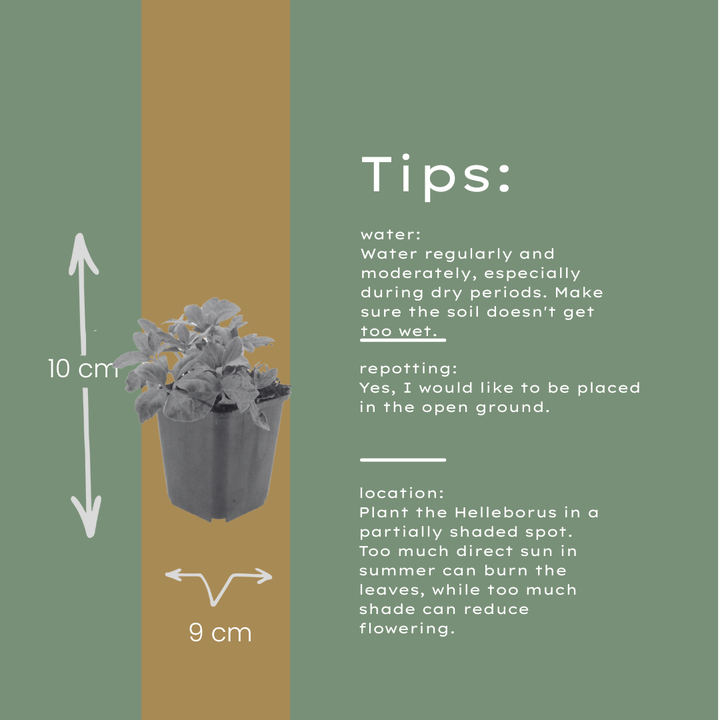 24x Helleborus niger - ↕10-25cm - Ø9cm