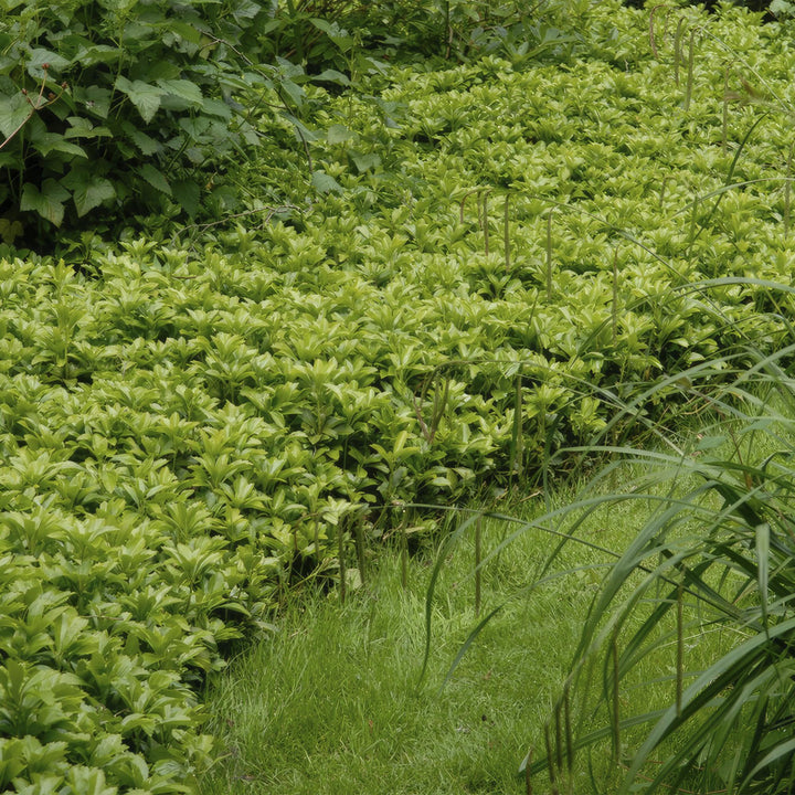 48x Pachysandra Green Carpet - Evergreen Ground Cover - 10-25cm