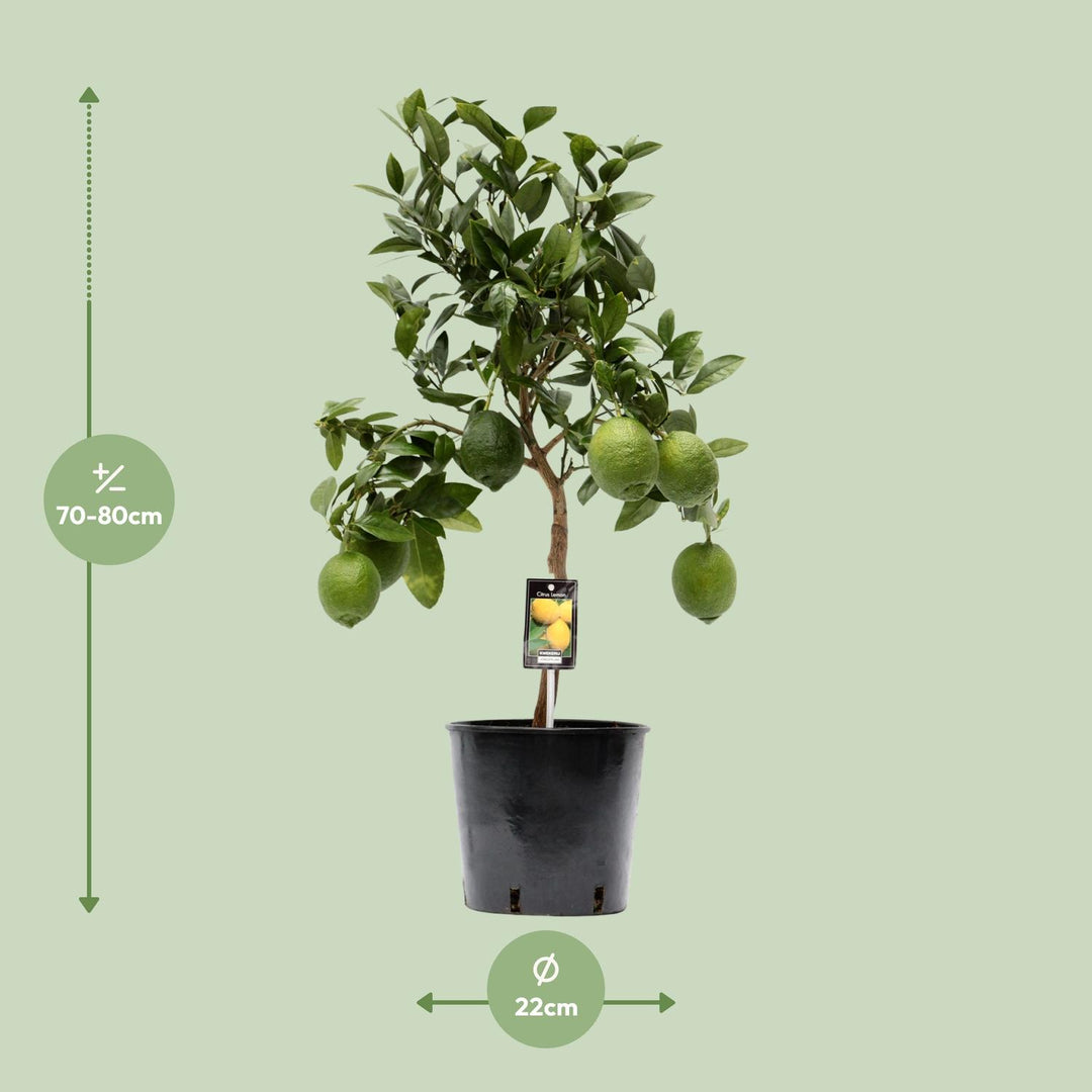 Citrus Lemon Tree 80cm - Indoor Plant Ø22cm Pot - Easy Care