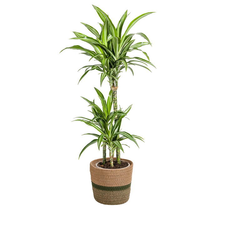 Dracaena Deremensis White Stripe 90-110cm — Dragon Tree in 21cm pot, with basket