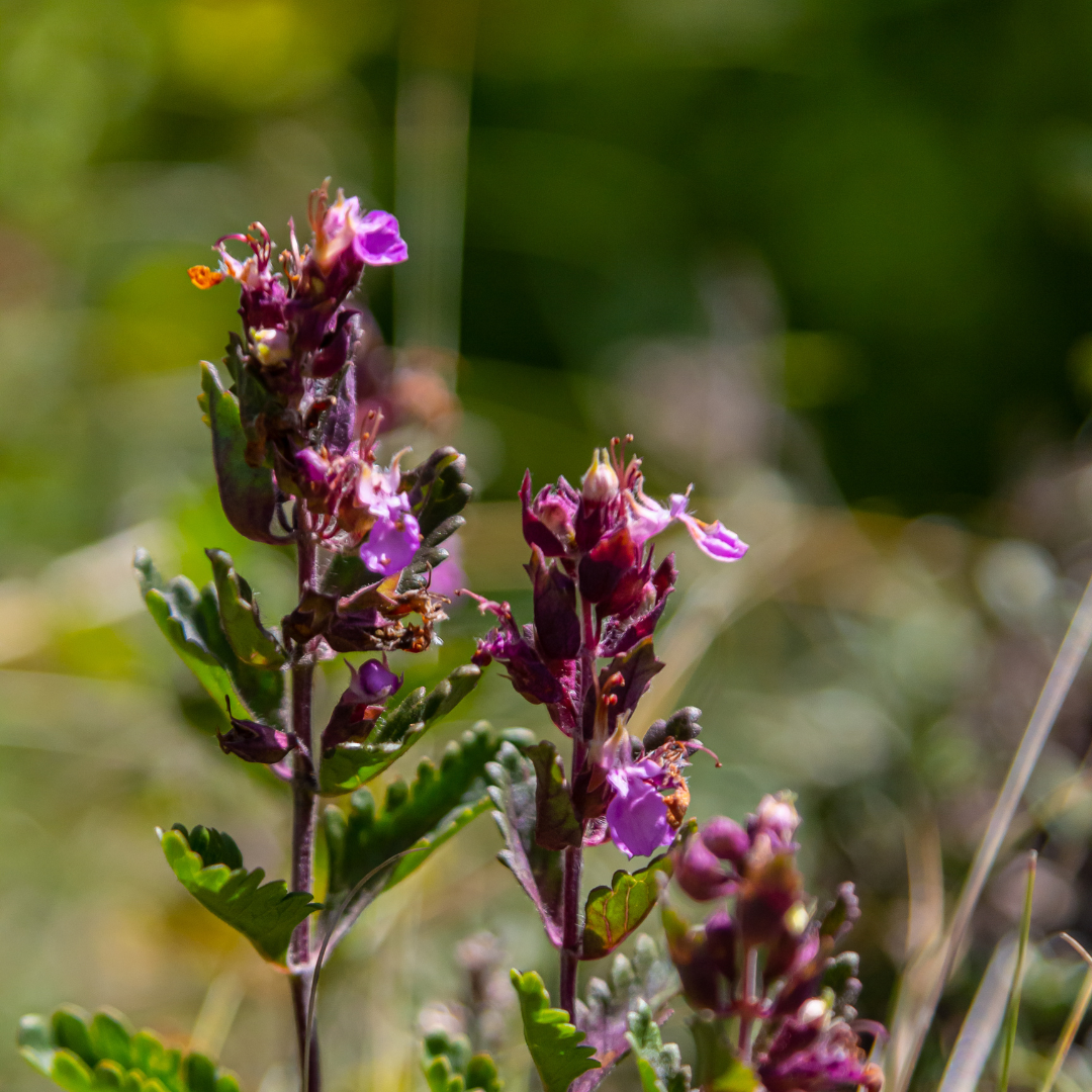 24x Teucrium lucidrys - ↕10-25cm - Ø9cm