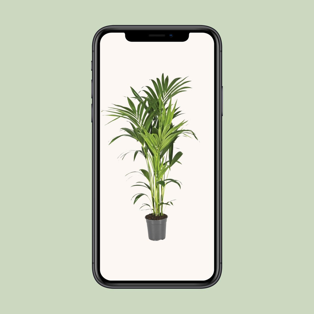 Kentia Palm Howea Forsteriana 130cm - Large Indoor Plant Air Purifier