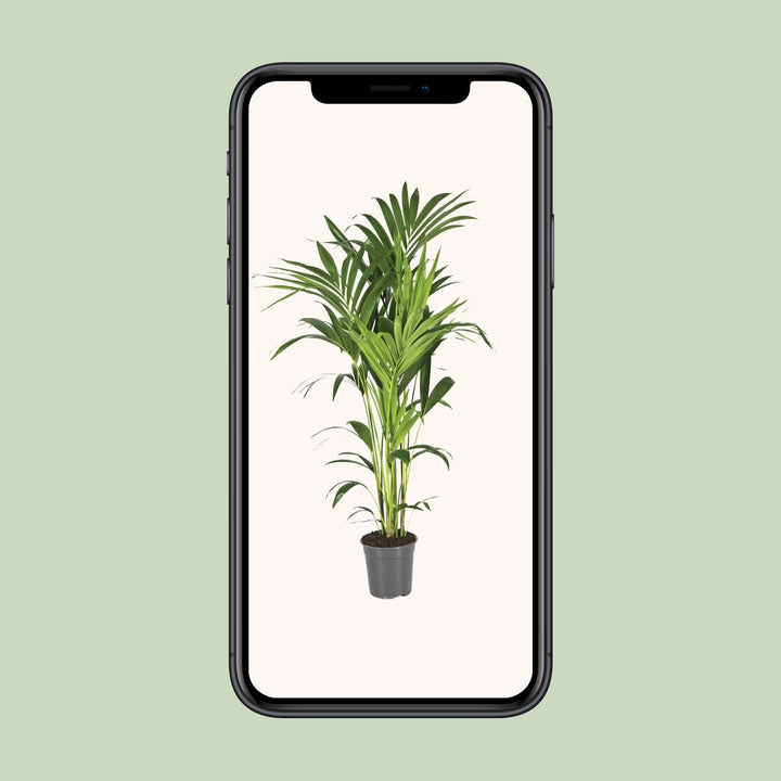 Kentia Palm Howea Forsteriana 130cm - Large Indoor Plant Air Purifier