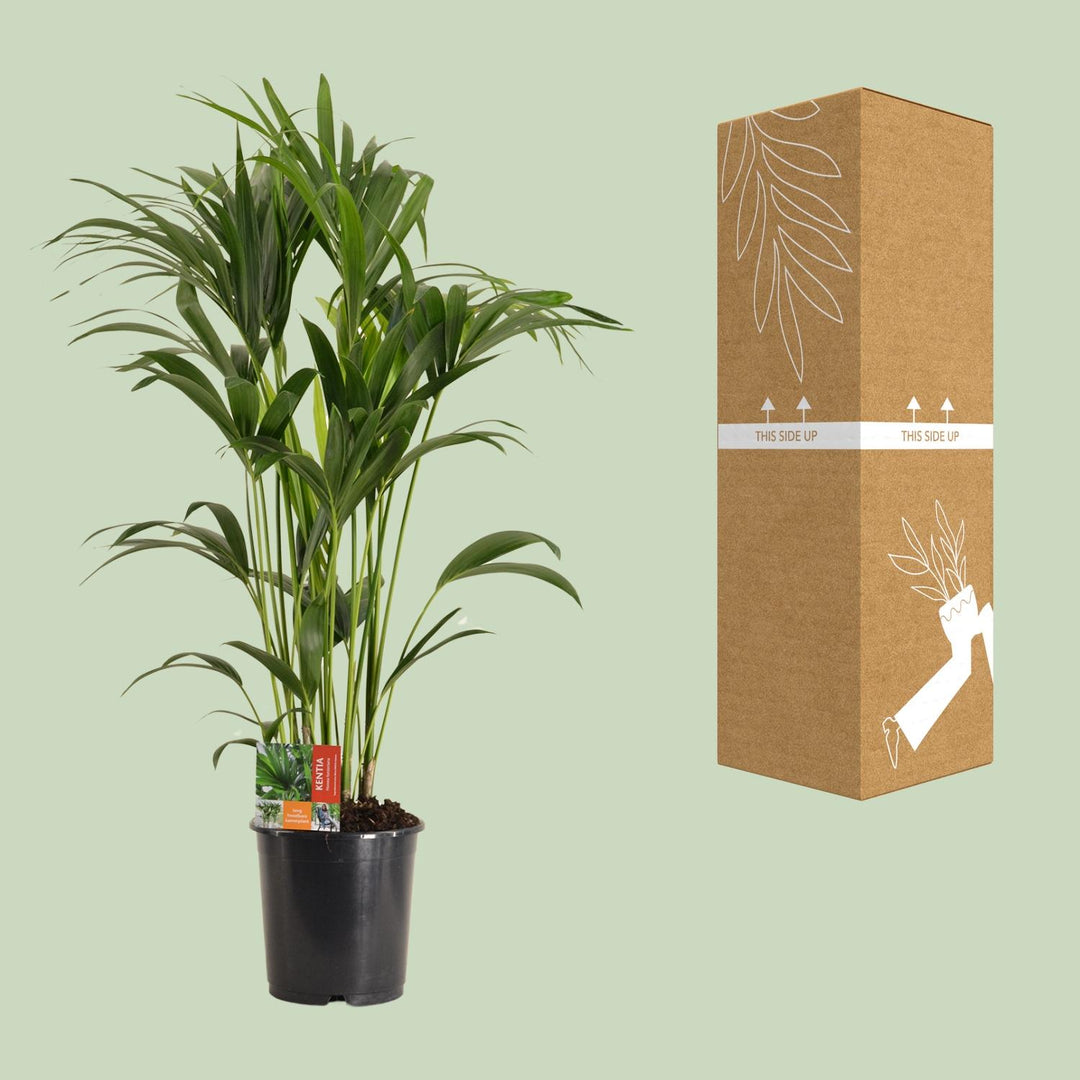 Kentia Palm Howea Forsteriana 120cm - Large Indoor Palm Plant