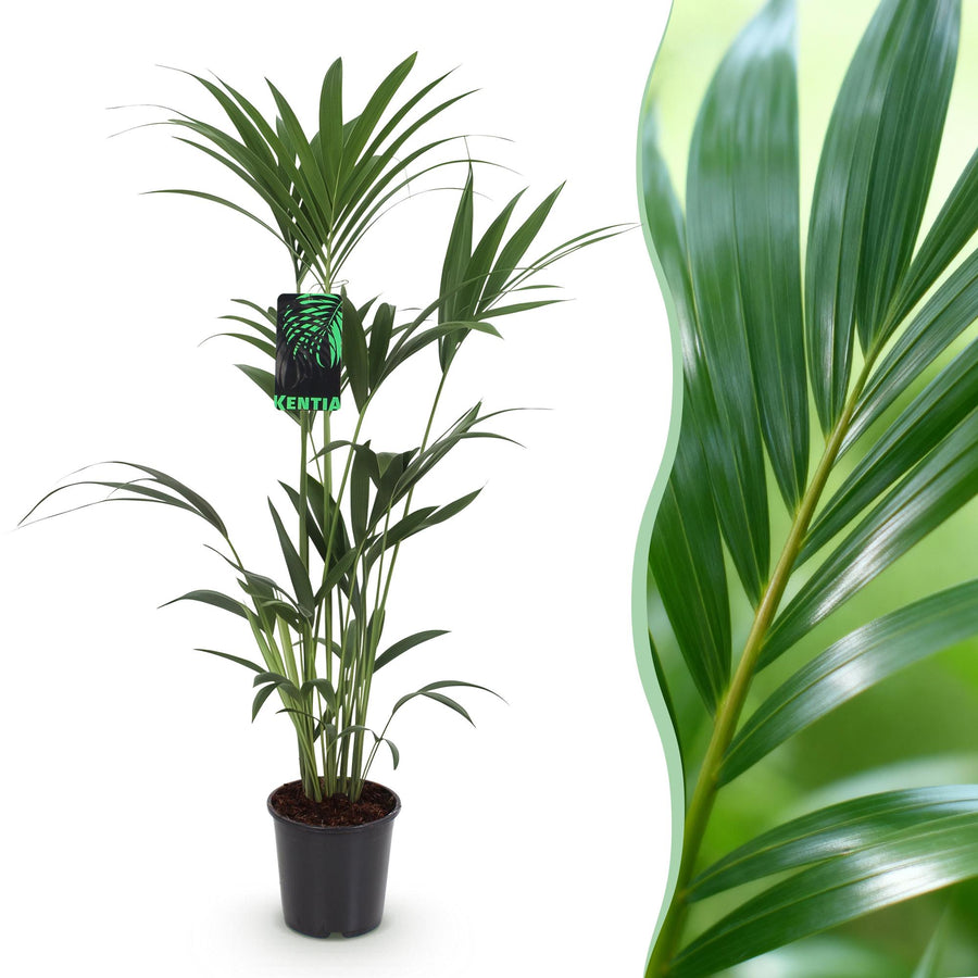 Kentia palm Howea forsteriana with arching feathery fronds in a black nursery pot