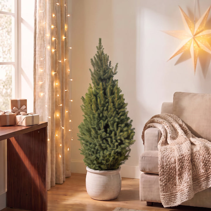 Picea glauca Conica Dwarf Alberta Spruce Christmas tree in 26cm pot, image 3