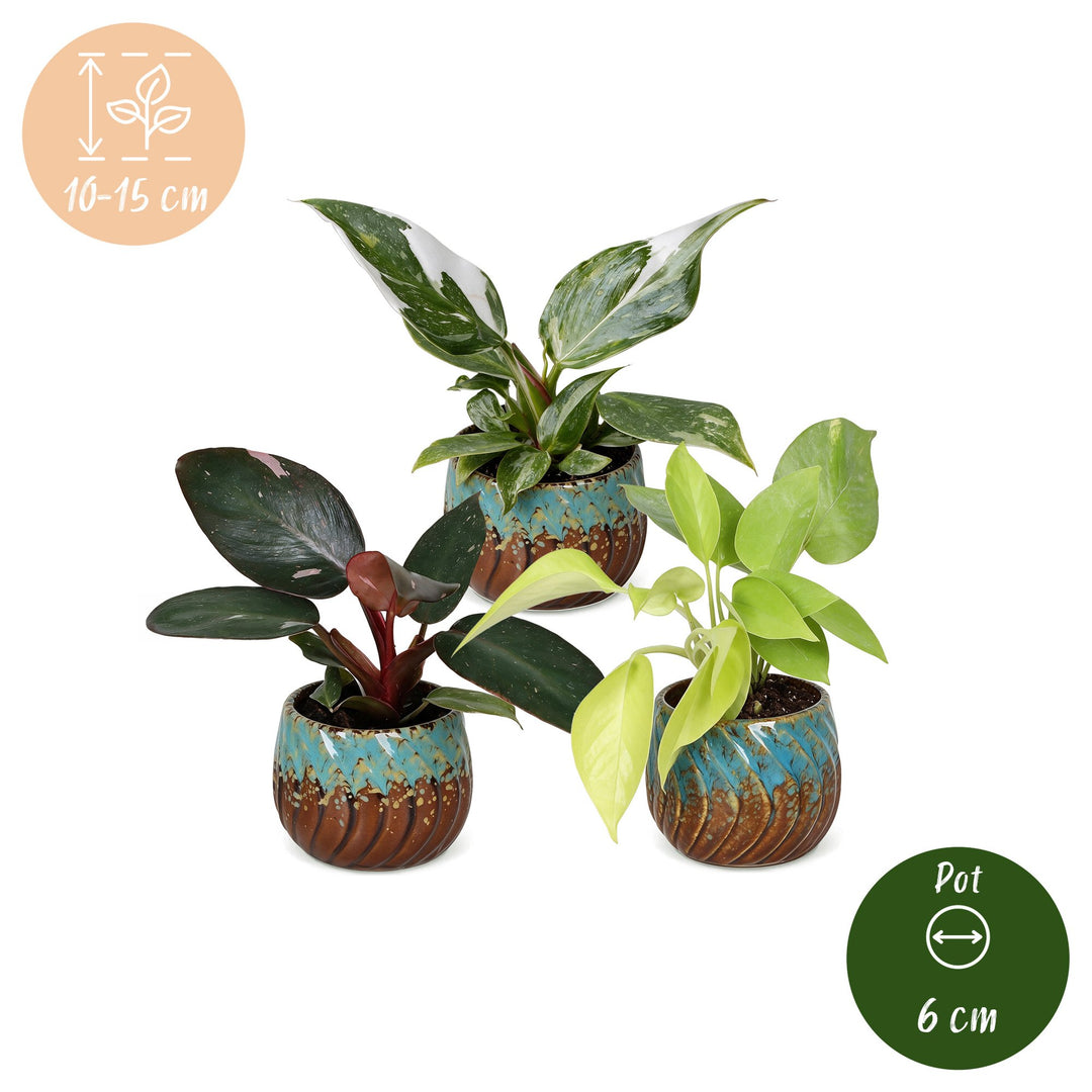 Baby Philodendron Tricolour indoor plant trio, pack of 3, image 5