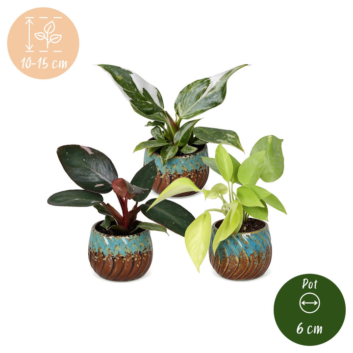 Baby Philodendron Tricolour indoor plant trio, pack of 3, image 5