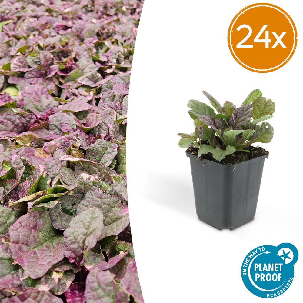 Ajuga reptans 'Burgundy Glow' plant in 9cm pot, featuring vibrant burgundy and green foliage, by Everspring.