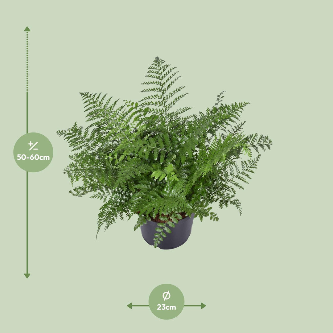 Asplenium Parvati Fern 55cm - Low Light Houseplant Ø23cm Pot