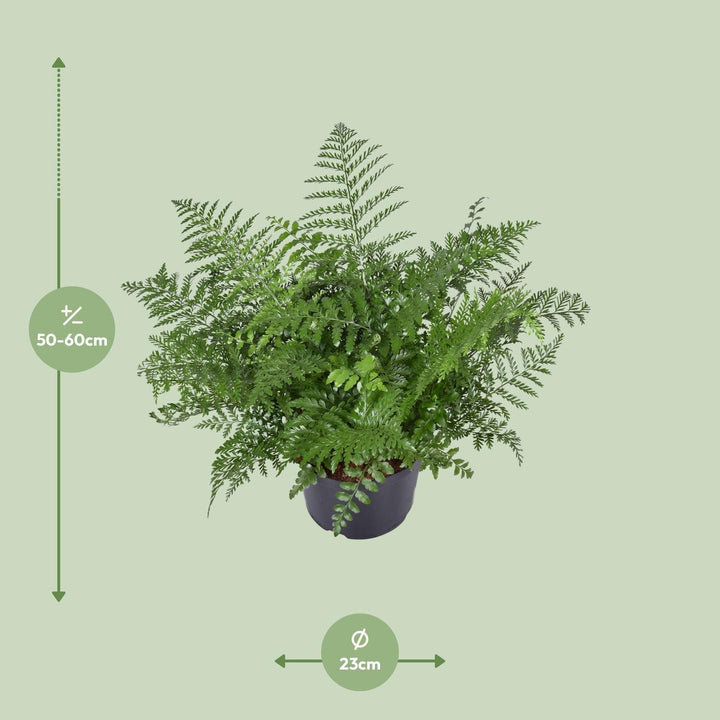 Asplenium Parvati Fern 55cm - Low Light Houseplant Ø23cm Pot