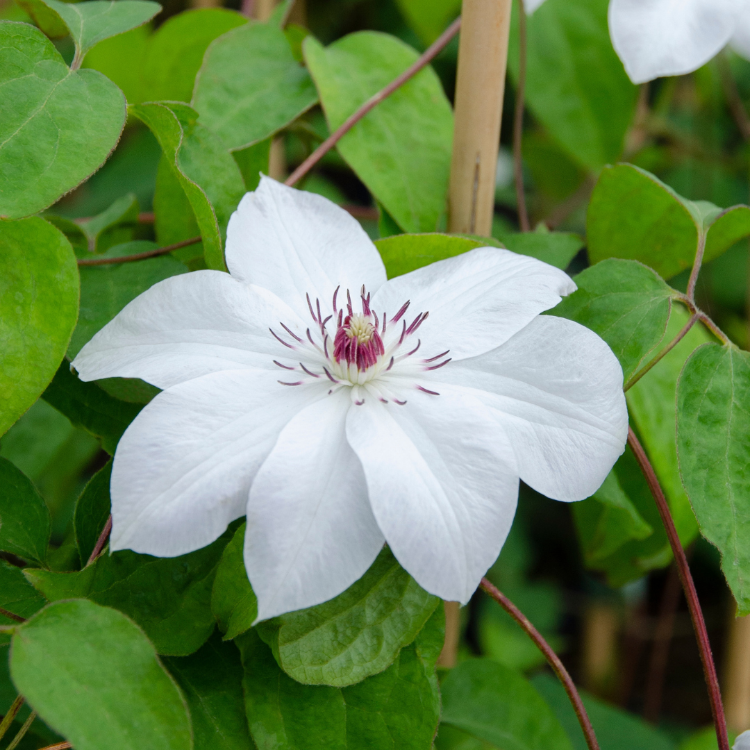 6x Clematis ‘Miss Bateman’ – P9 Pot – Elegant White Flowering Climbing Plant