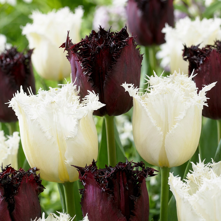 120x Tulipa Breakdance mix - Tulipe Breakdance mix - Divers - Floraison printanière - Calibre 11/12