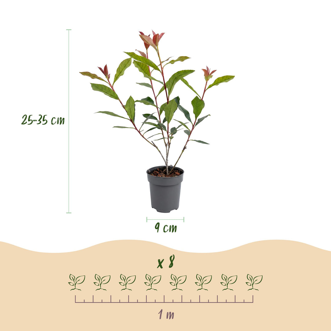 40x Photinia fraseri Carre Rouge - Glossy Mispel - Hedge Plants - Evergreen - Red - Pot 9cm - Height 25-35cm