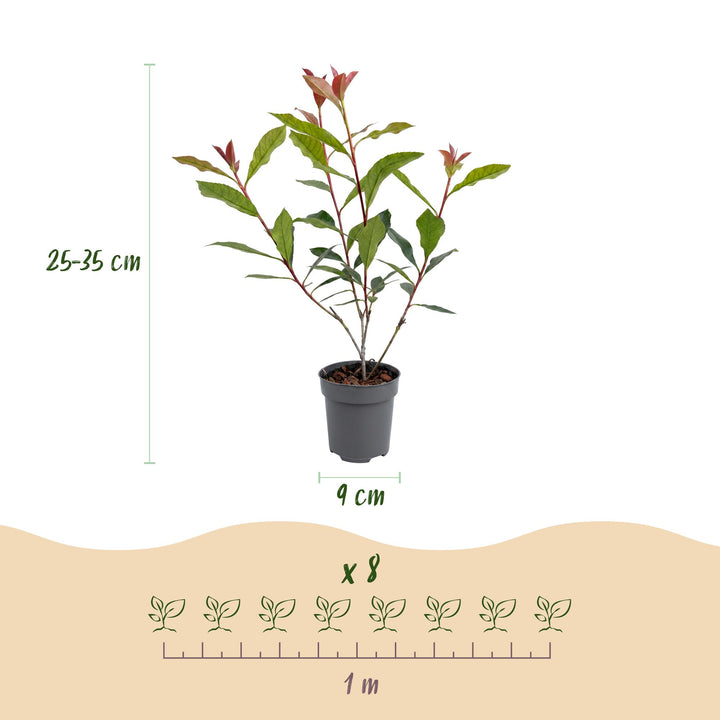 40x Photinia fraseri Carre Rouge - Glossy Mispel - Hedge Plants - Evergreen - Red - Pot 9cm - Height 25-35cm