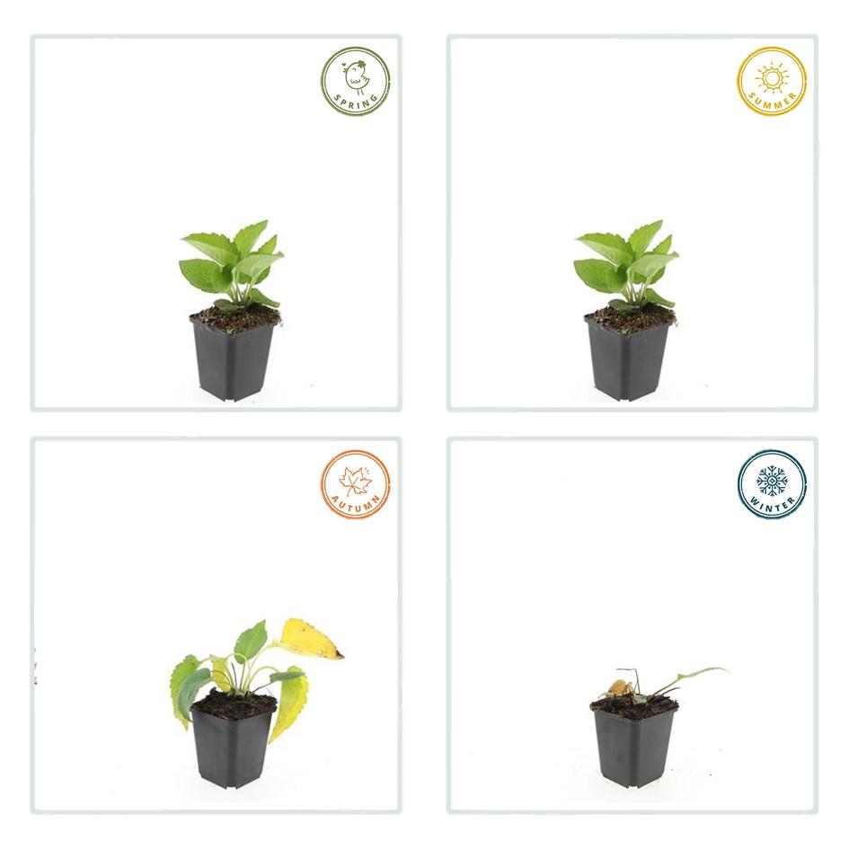 48x Rudbeckia Goldsturm Golden-Yellow Black-Eyed Susan 10-25cm