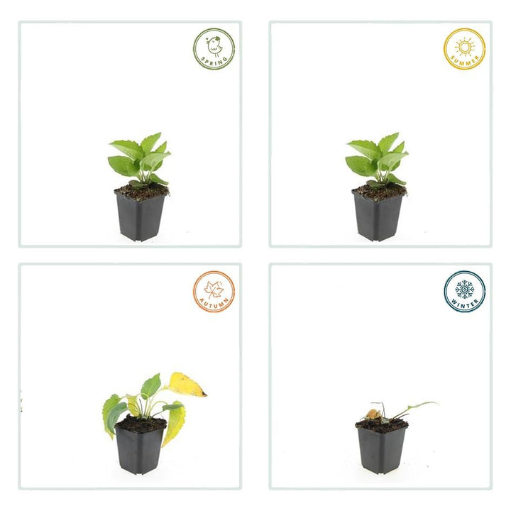 48x Rudbeckia Goldsturm Golden-Yellow Black-Eyed Susan 10-25cm