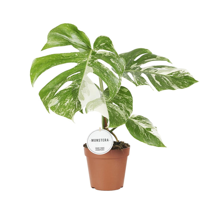 Monstera Deliciosa Swiss Cheese Plant - 45cm Indoor Houseplant