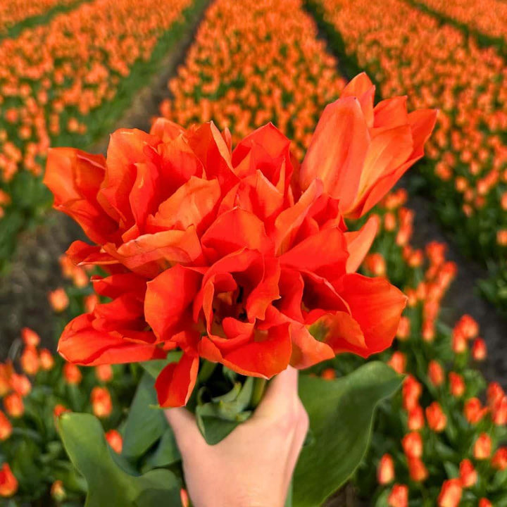 Vibrant orange tulips held in hand, showcasing the Everspring Super Tulip Mix in a lush field