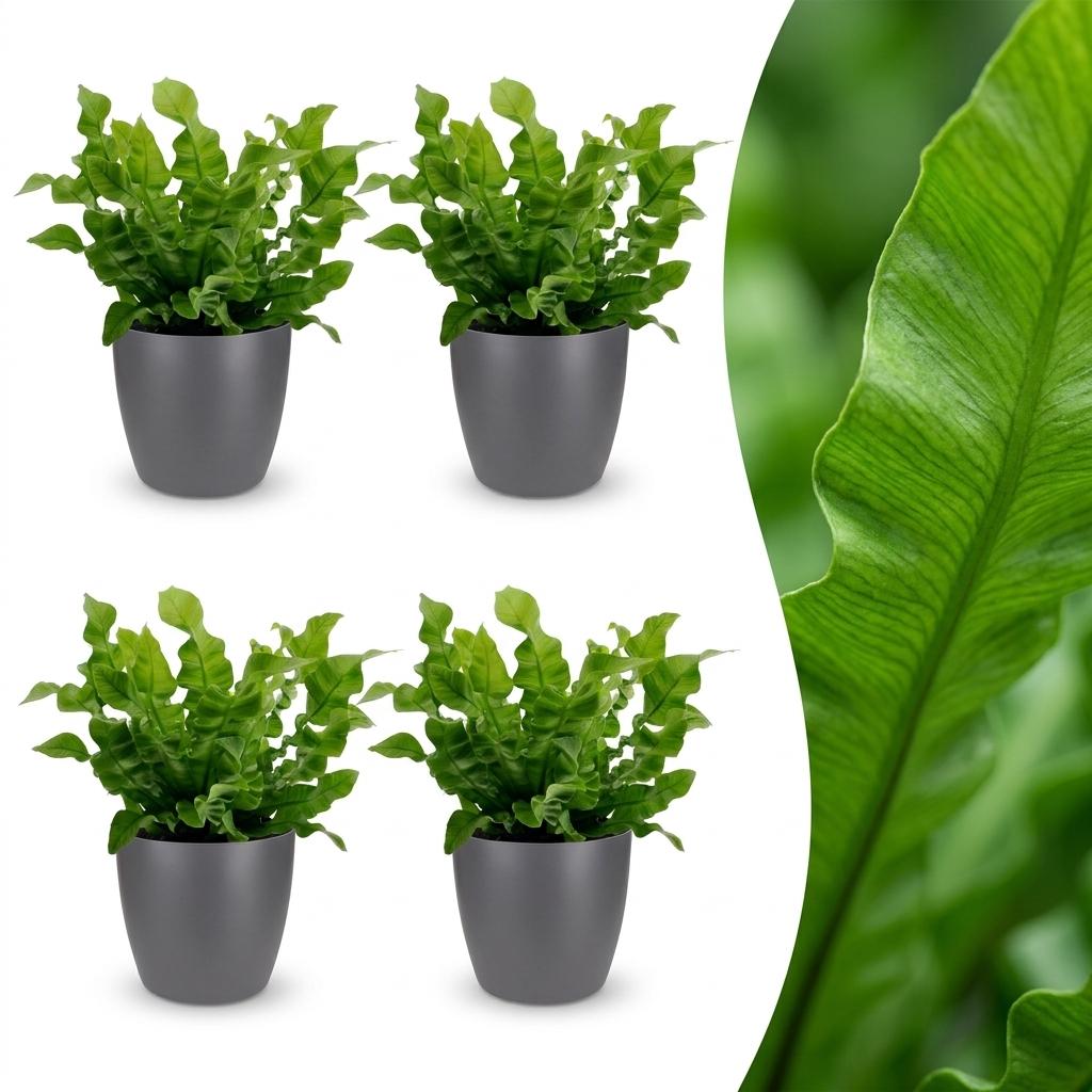 Asplenium Crispy Wave - Crispy Wave Fern - 4 Plants - with Potter Grijs - Pot 12cm - Height - 30cm
