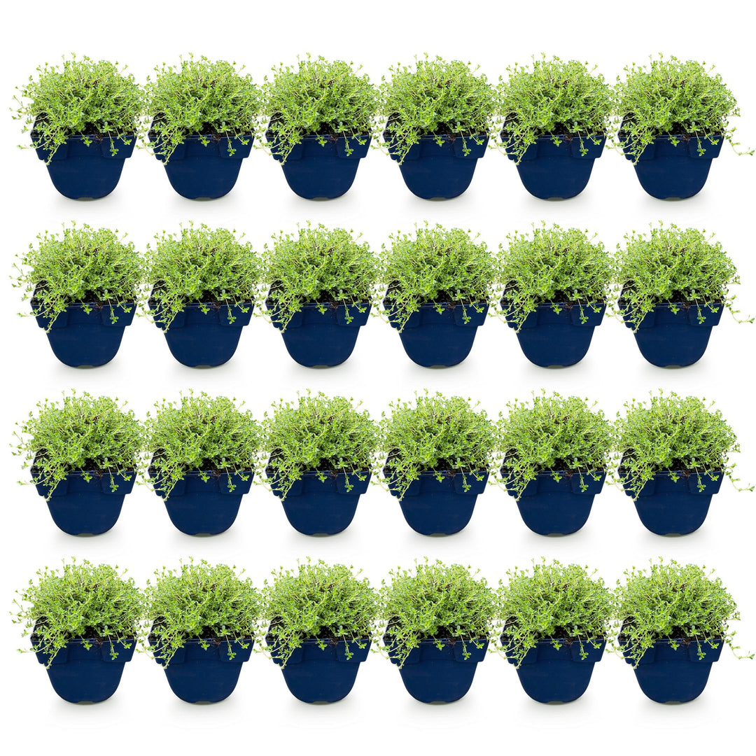 Pack of 24 Thymus praecox 'Albiflorus' white creeping thyme plants in 11cm pots - view 2