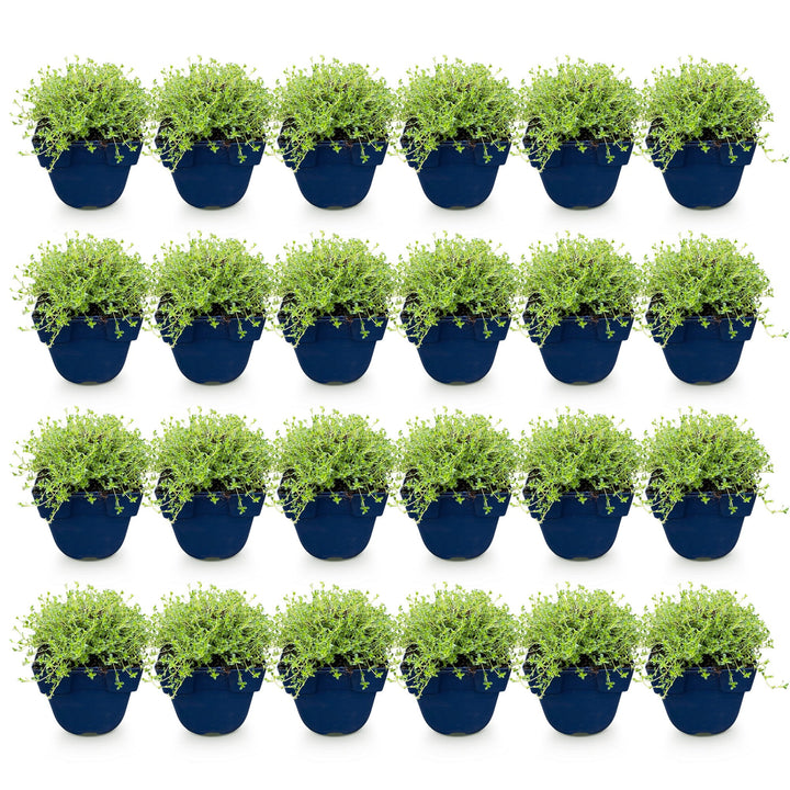 Pack of 24 Thymus praecox 'Albiflorus' white creeping thyme plants in 11cm pots - view 2