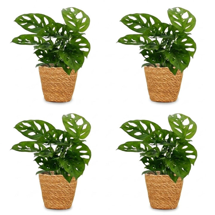 Monstera Adansonii - Monstera Adansonii - 4 Plants - with Basket - Pot 12cm - Height - 25cm