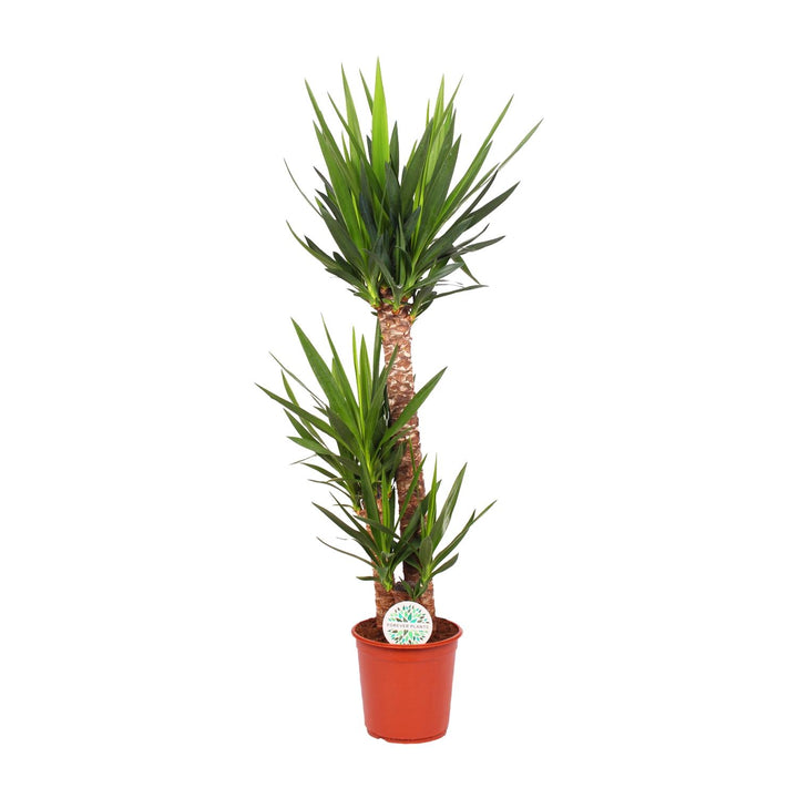 Yucca Elephantipes (Spineless Yucca): Elegant 125cm Tall, Ø24cm Pot – Air-Purifying & Low-Maintenance!