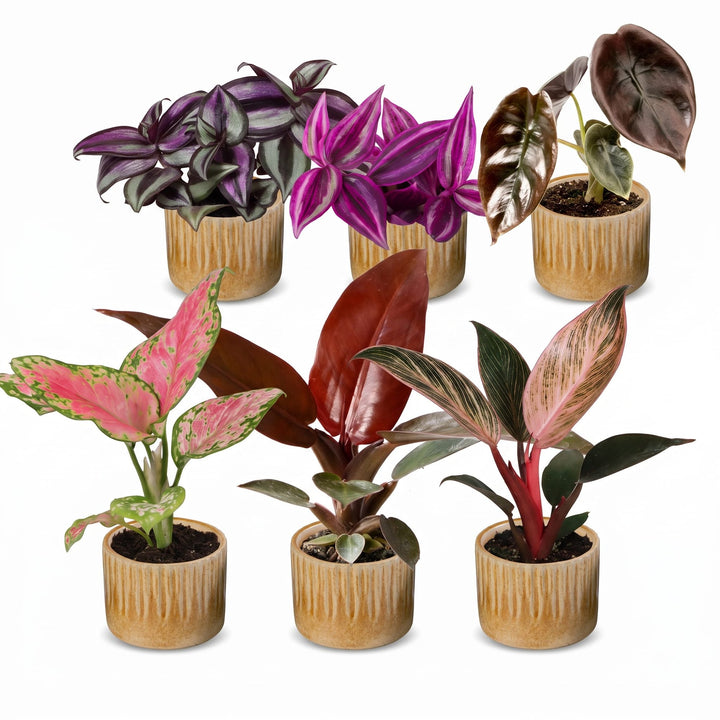 Baby Paradise Mix houseplants, pack of 6 in 6cm pots, image 2