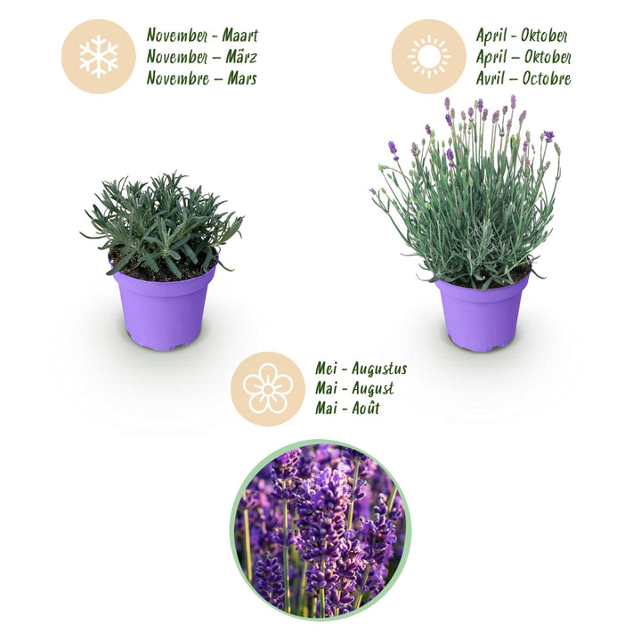 18 Lavandula angustifolia Munstead English lavender plants in 12cm pots - view 4