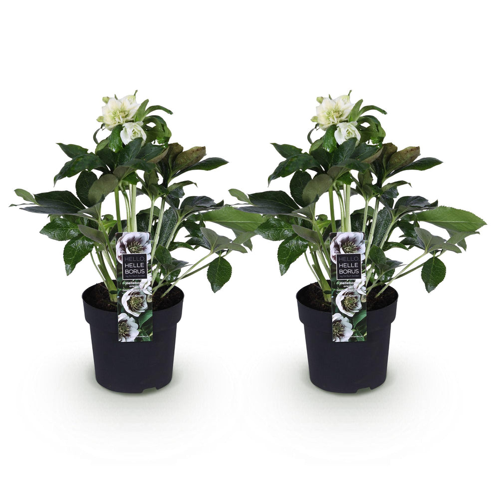 2x Helleborus orientalis 'Double Ellen White' Lenten Rose in 14cm pots - view 2