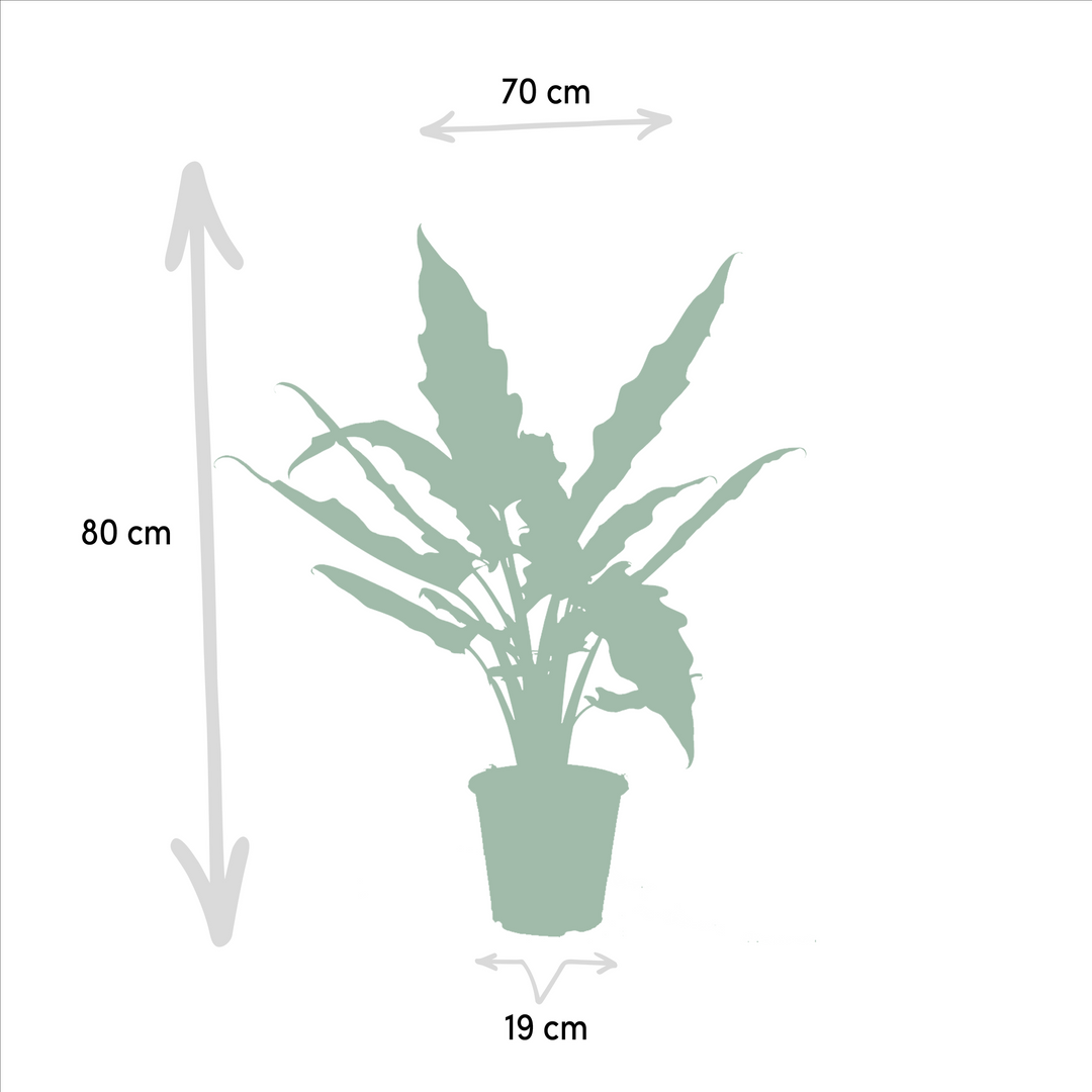 Alocasia Cucullata + Lauterbachiana Bundle - 19cm Pots Indoor Plants