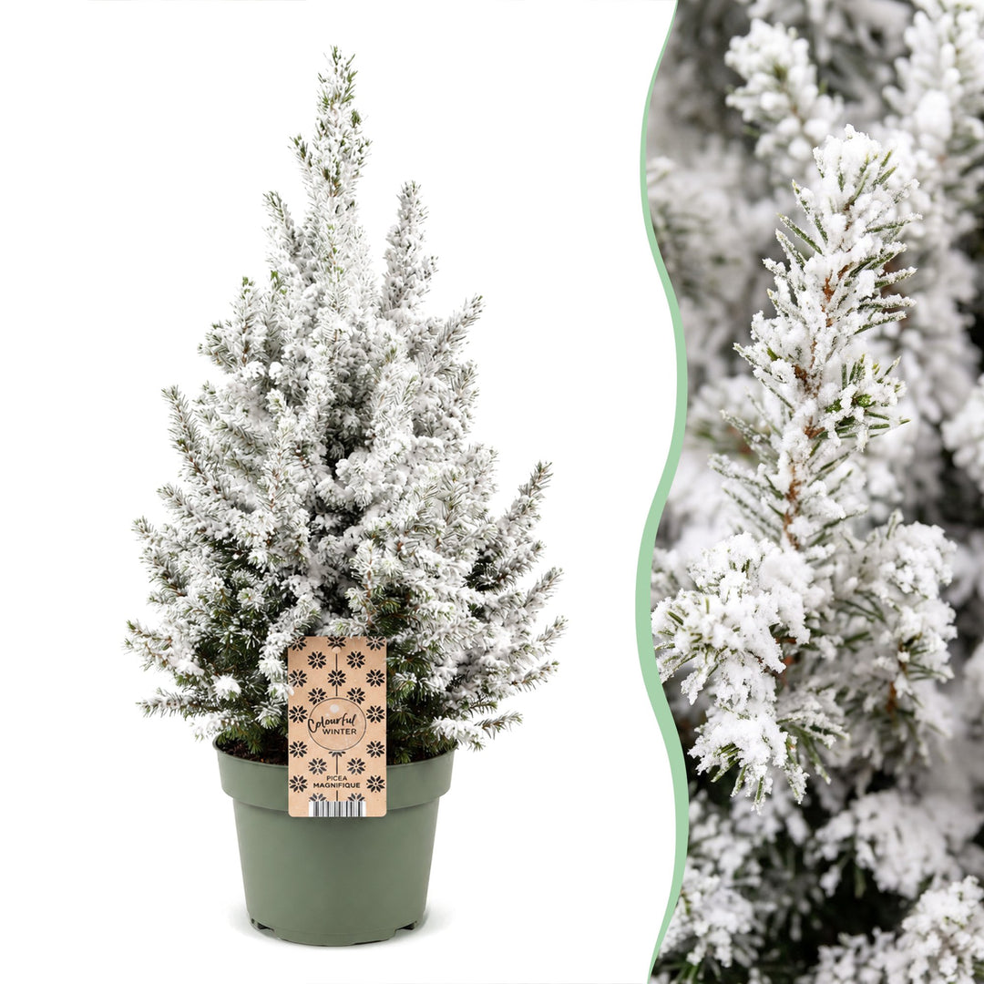 Picea glauca Conica Dwarf Alberta Spruce Christmas tree in Ø19cm pot